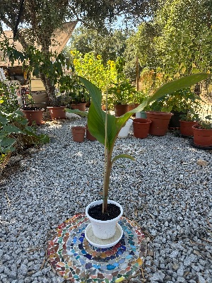 Planta jovem de Canna Indica em vaso com folhas grandes
