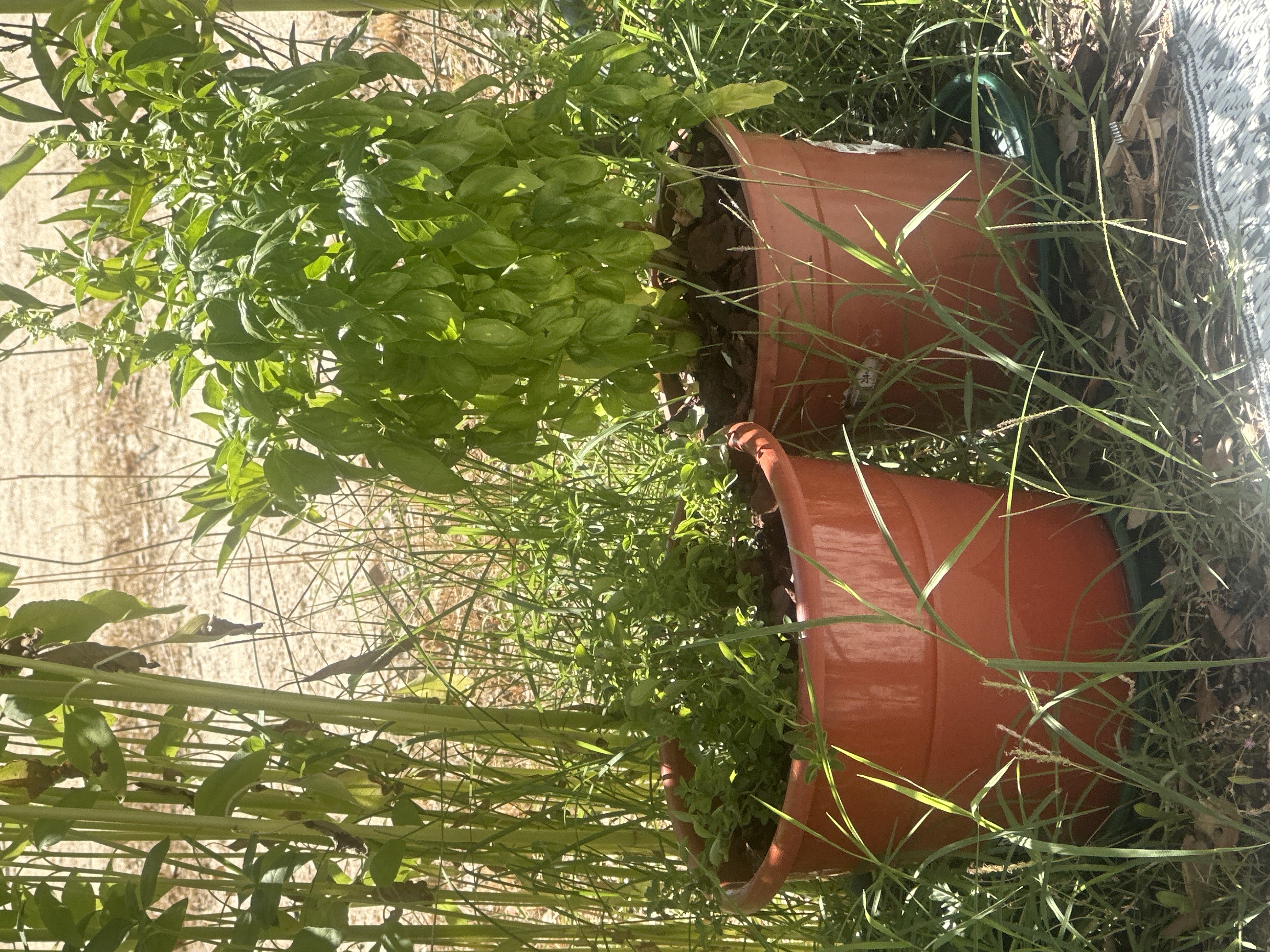 Two Potted Herb Plants in Plastic Pots