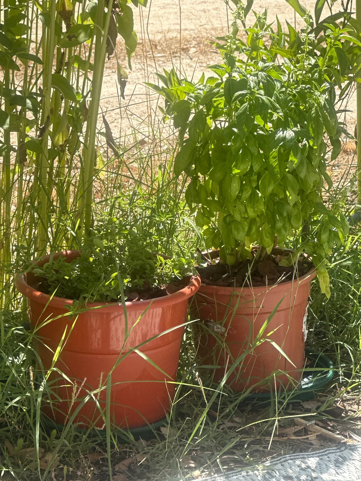 Oregano and Basil Potted in Plastic Pots — 1
