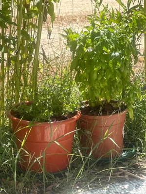 Oregano and Basil Potted in Plastic Pots