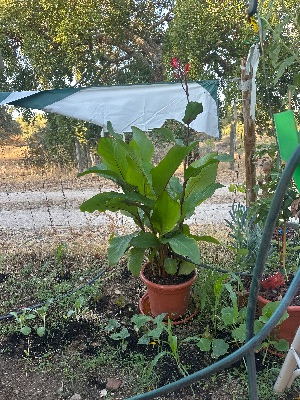 Planta de Canna Lily em vaso com flor vermelha