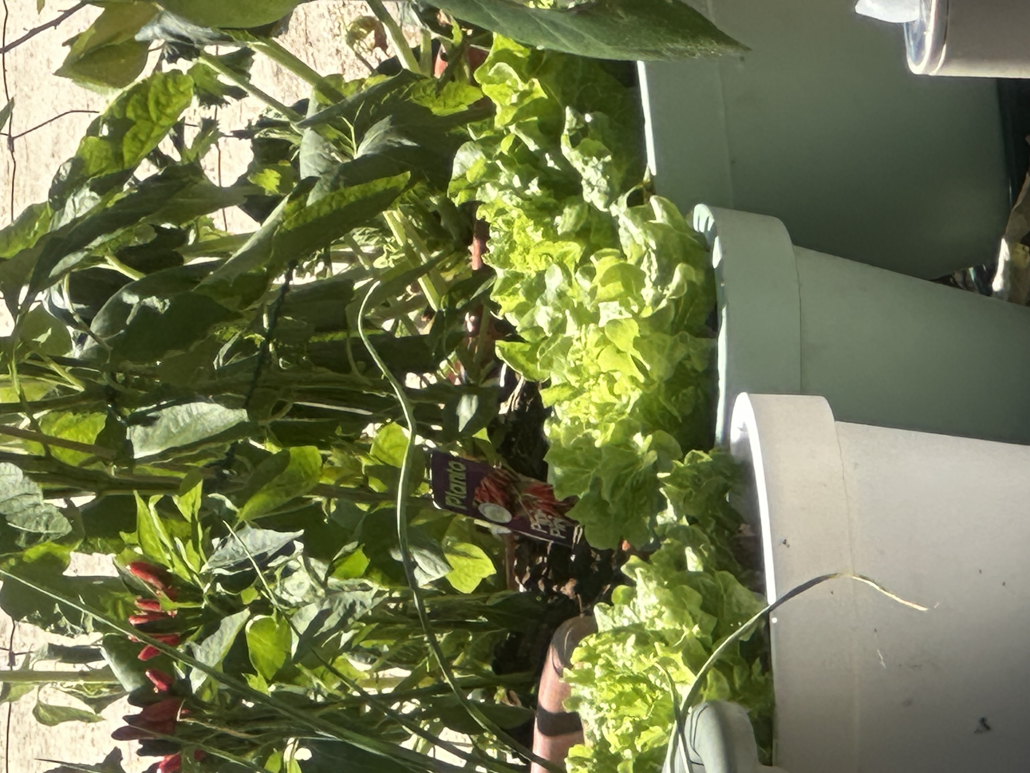 Potted Lettuce and Vegetable Plants