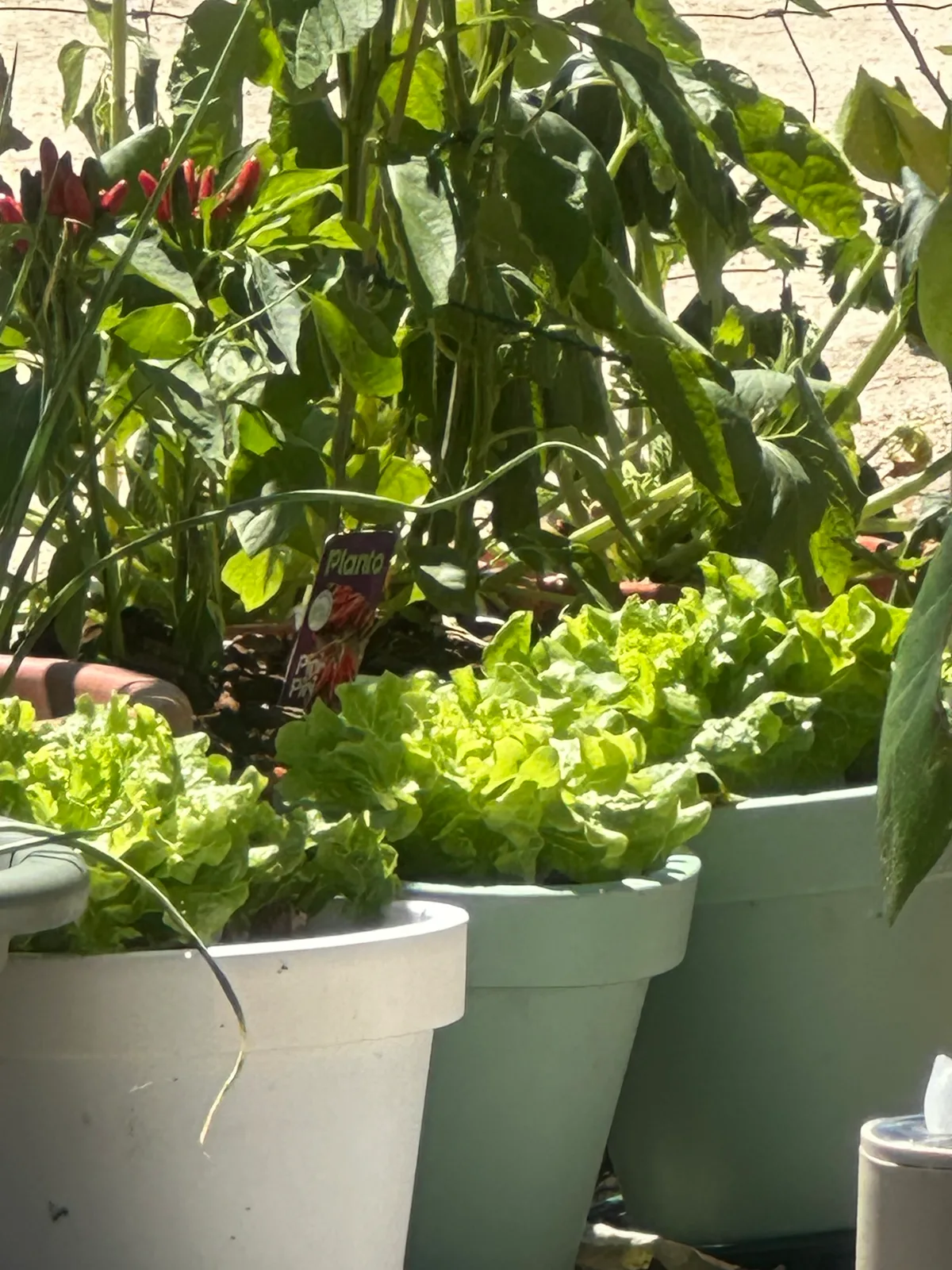 Potted Lettuce and Vegetable Plants — 1