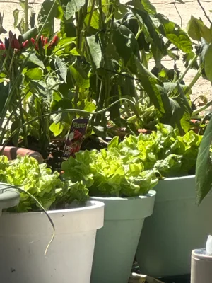 Potted Lettuce and Vegetable Plants